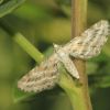 Geometridae (Lepidoptera)