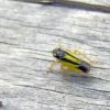 Cicadellidae (Hemiptera)