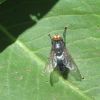 Calliphoridae (Diptera)