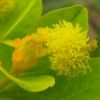 Euphorbia lingulata Heuff.