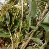 Anthyllis vulneraria subsp. boissieri