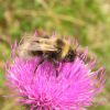 Bombus laesus (Apidae)