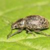 Otiorhynchus (Curculionidae, Coleoptera)