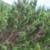 Сосна гірська. Сосна горная (Pinus mugo)