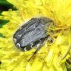 Scarabaeidae (Coleoptera)