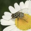 Graphomya maculata (Muscidae, Diptera)
