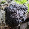 Чорний березовий гриб, Чага, Інонотус косий (Inonotus obliquus)
