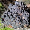 Чорний березовий гриб, Чага, Інонотус косий (Inonotus obliquus)