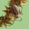 Cheiracanthium erraticum