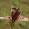 Iris acutiloba subsp. lineolata (=Iris helena (K. Koch) K. Koch)