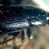 Harpalus (H.) subcylindricus Dejean, , 1829