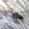 Coelioxys (Apidae)