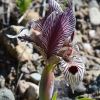 Iris acutiloba subsp. lineolata (=Iris helena (K. Koch) K. Koch)