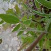 Anthyllis vulneraria subsp. pulchella
