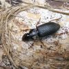 Carabidae (Coleoptera)