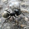 Мураха-деревоточець чорна (Camponotus vagus)