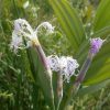 Dianthus superbus subsp. stenocalyx (Juz.) Kleopow