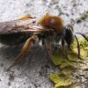 Андрена червонохвоста (Andrena haemorrhoa)