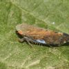 Fieberiella (Cicadellidae, Hemiptera)