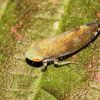 Fieberiella (Cicadellidae, Hemiptera)