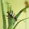 Strangalia maculata