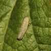 Psammotettix (Cicadellidae, Hemiptera)