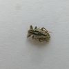 Curculionidae (Coleoptera)