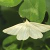 Siona lineata (Geometridae, Lepidoptera)