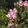 Rhododendron oreodoxa var. fargesii (Franch.) D.F.Chamb.