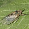 Cicadetta dimissa (Cicadidae, Hemiptera)