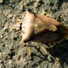 Щитник гостроплечий, чорновусий (Carpocoris fuscispinus)
