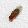 Drosophila (Drosophilidae)