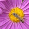 Halictus (Halictidae)