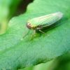 Цикадка зелена (Cicadella viridis)