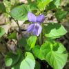 Фіалка (Viola sp.)
