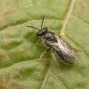 Halictus (Halictidae)