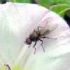 Anthomyia (Diptera)