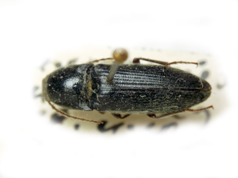 Melanotus mamillanus