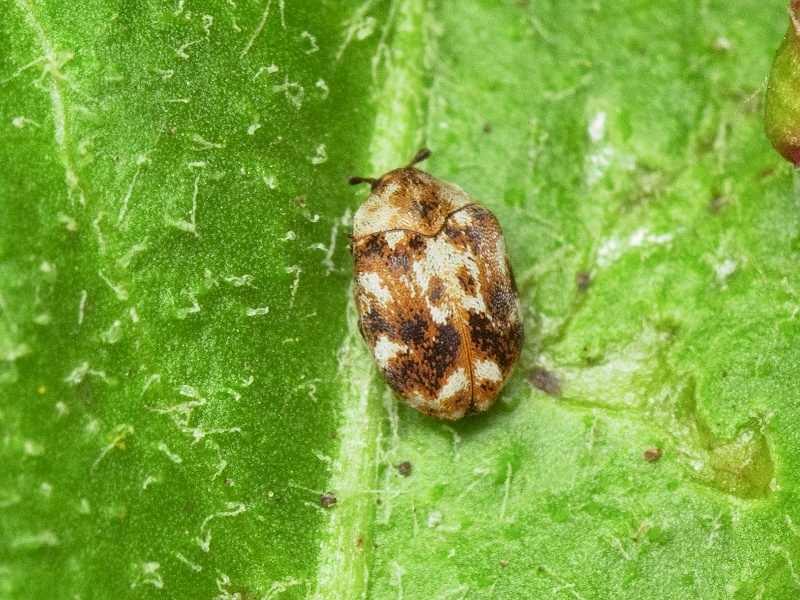 Anthrenus picturatus Solskij, 1876