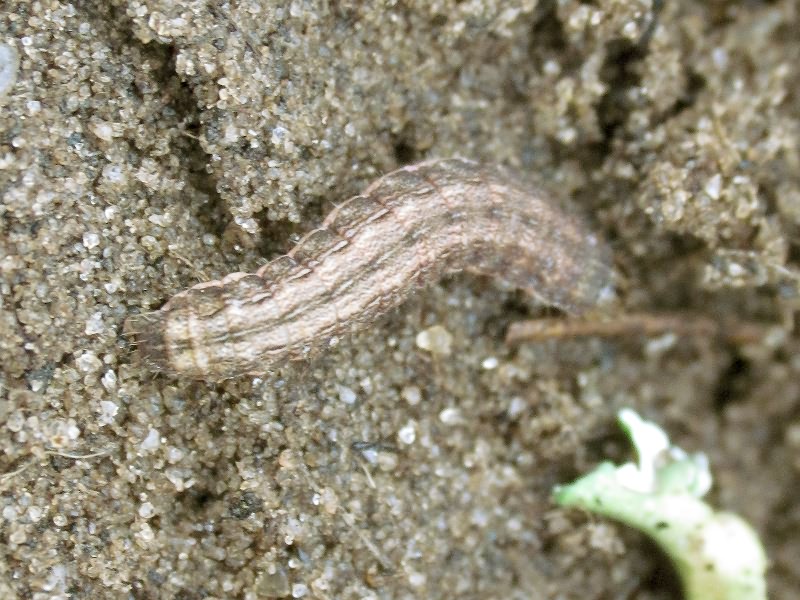 Lepidoptera