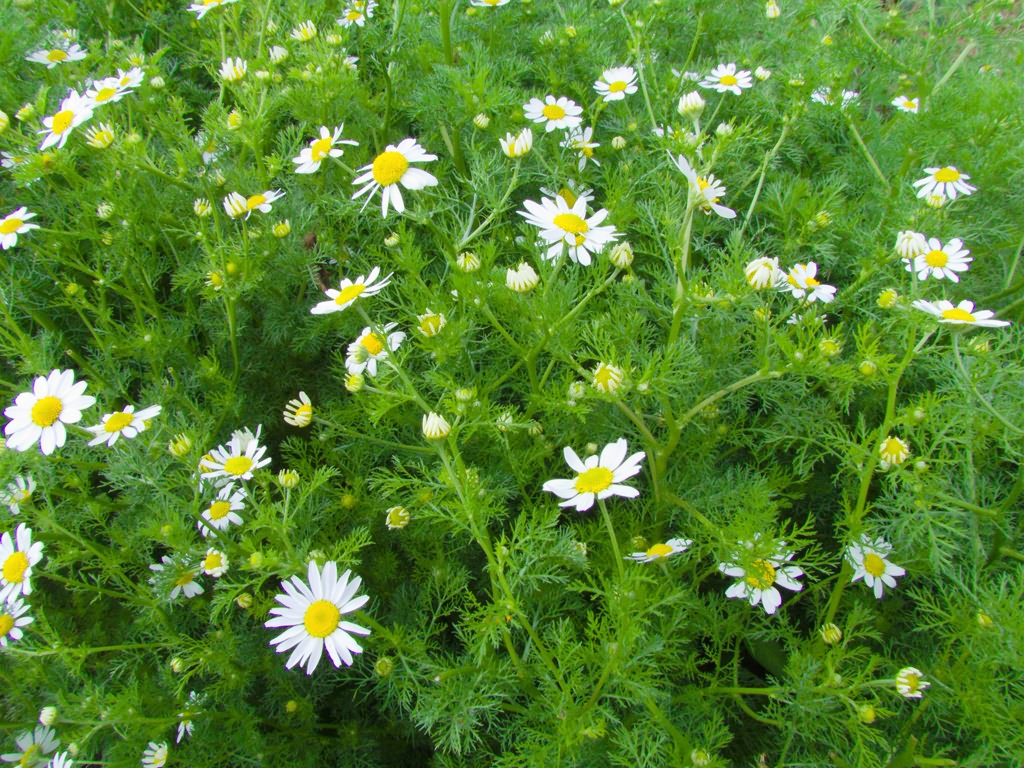 Tripleurospermum inodorum (L.) Sch.Bip.
