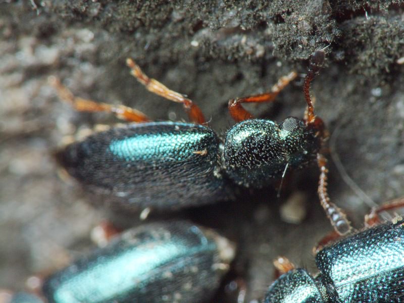 Necrobia rufipes (DeGeer, 1775)