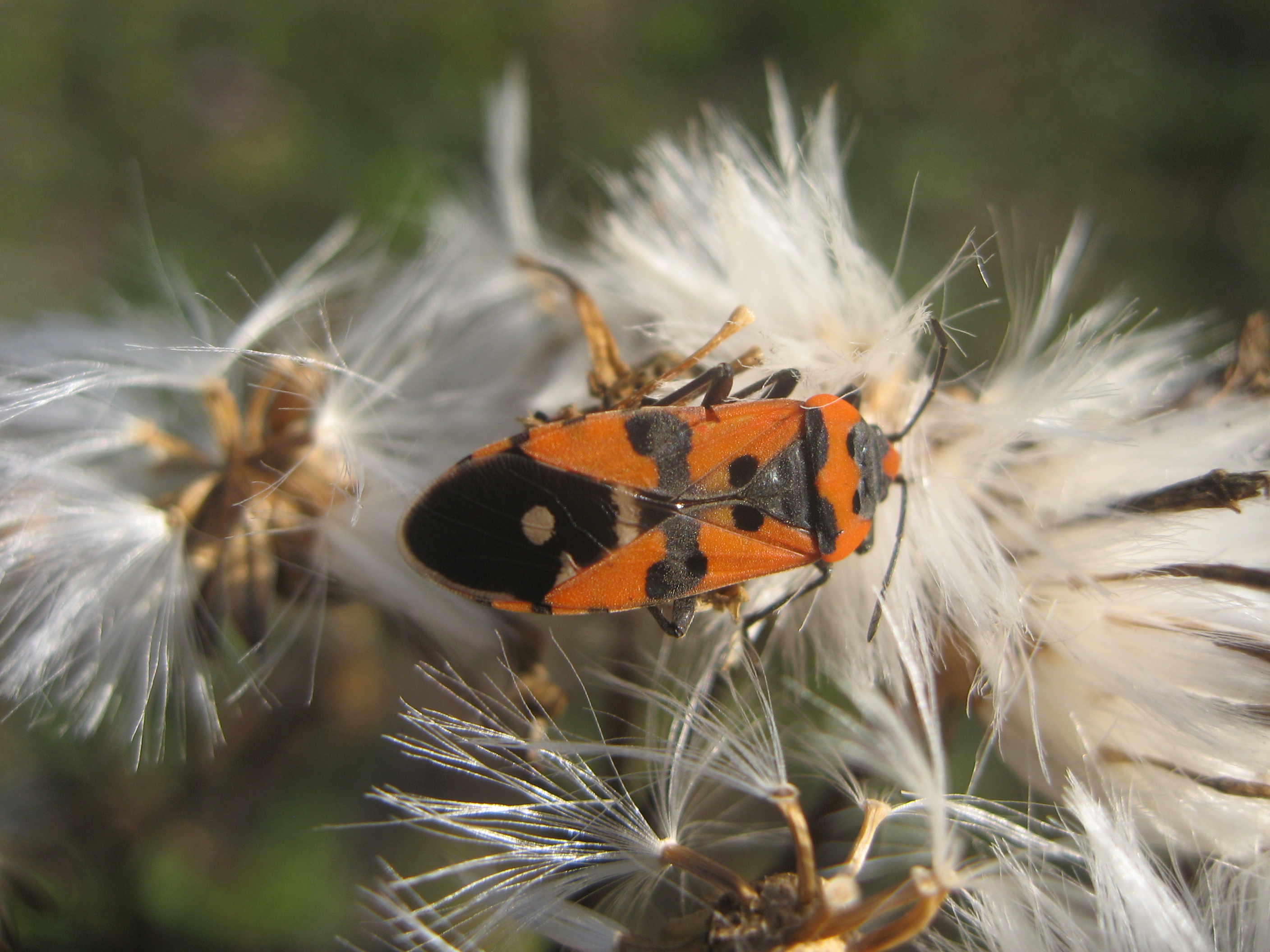 Lygaeus Fabricius, 1794