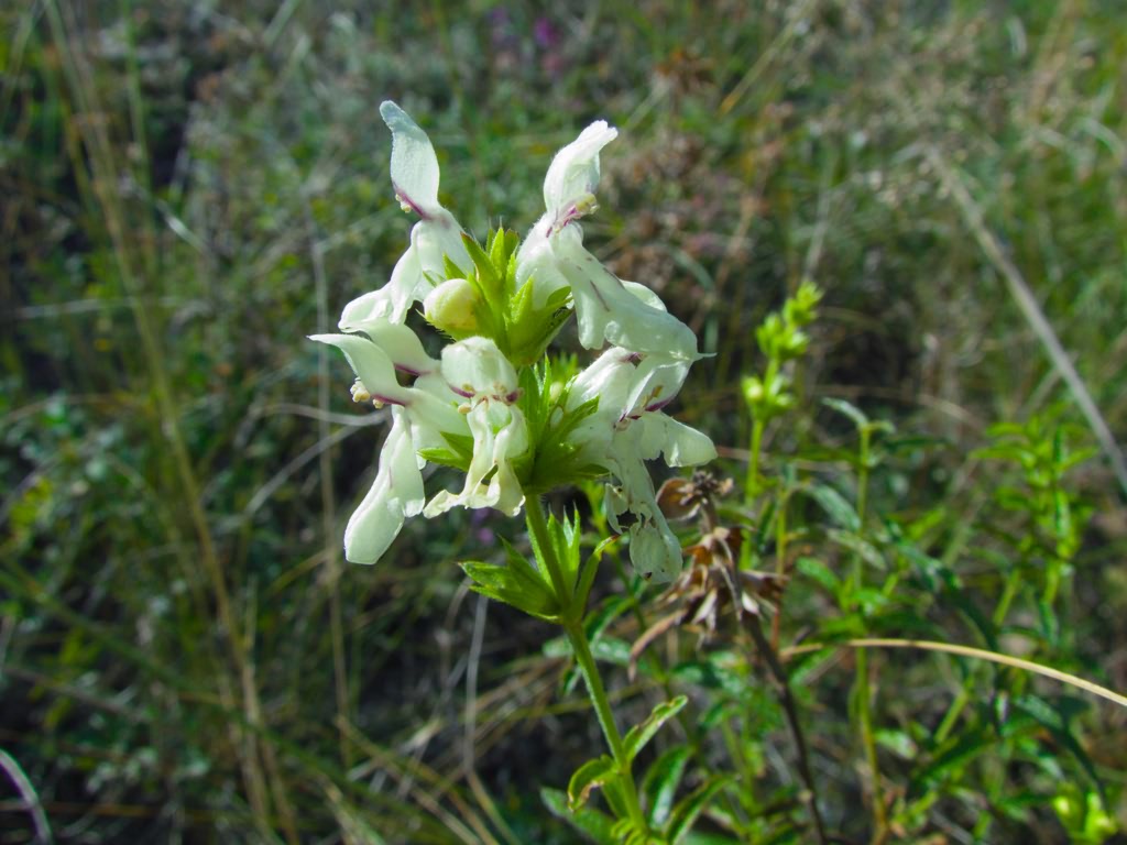 Stachys recta subsp. recta