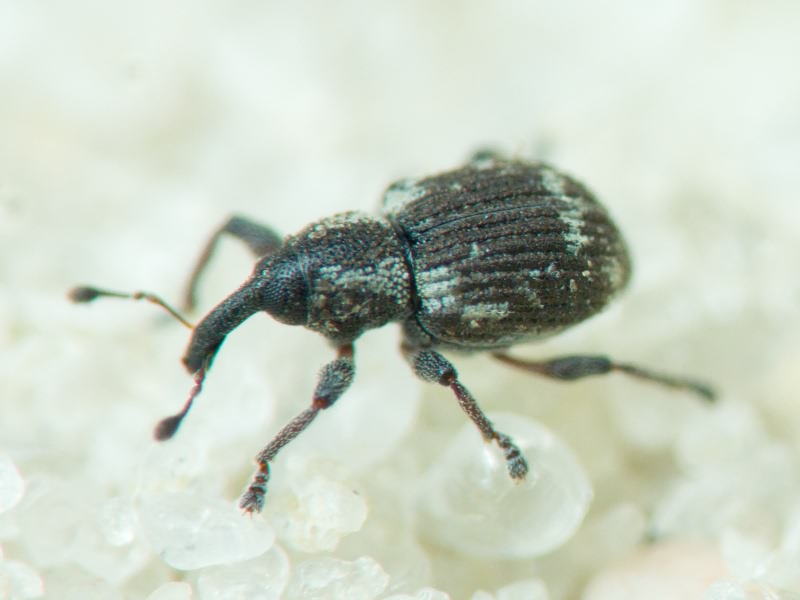 Tanysphyrus lemnae (Fabricius, 1792)