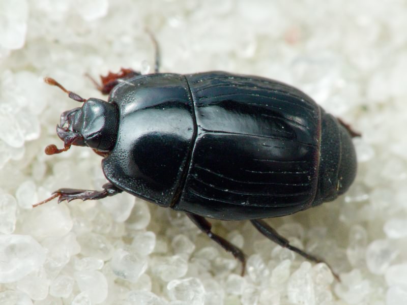 Eblisia minor (Rossi, 1792)