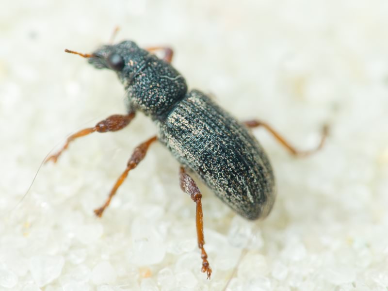 Sitona languidus Gyllenhal, 1834