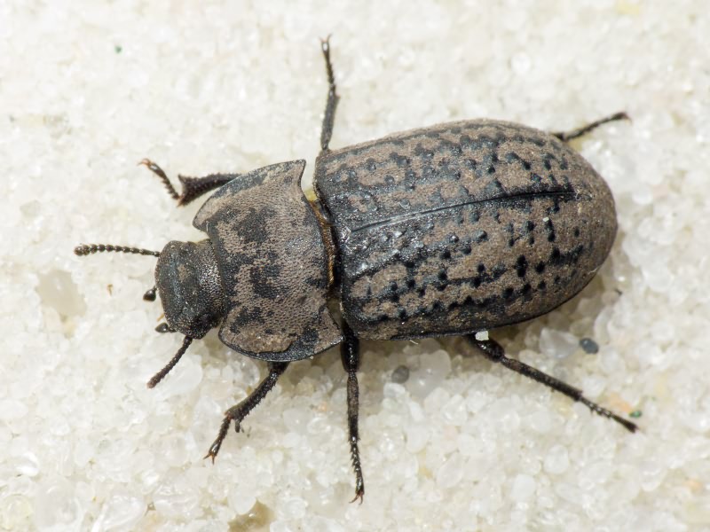 Opatrum sabulosum (Linnaeus, 1760)