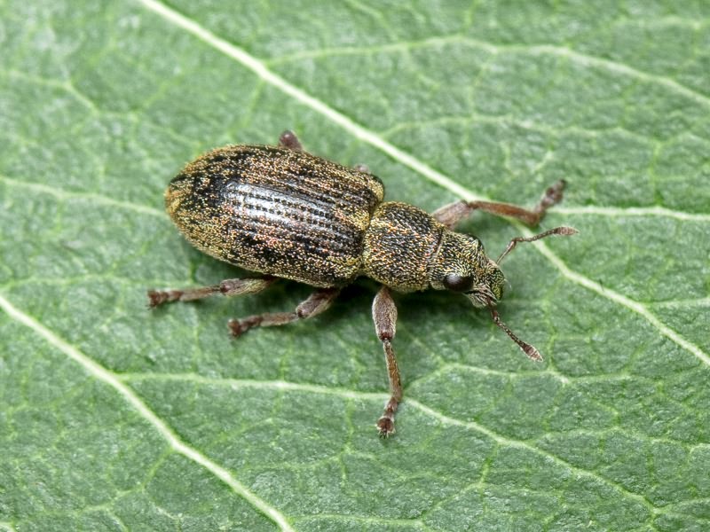 Sitona languidus Gyllenhal, 1834