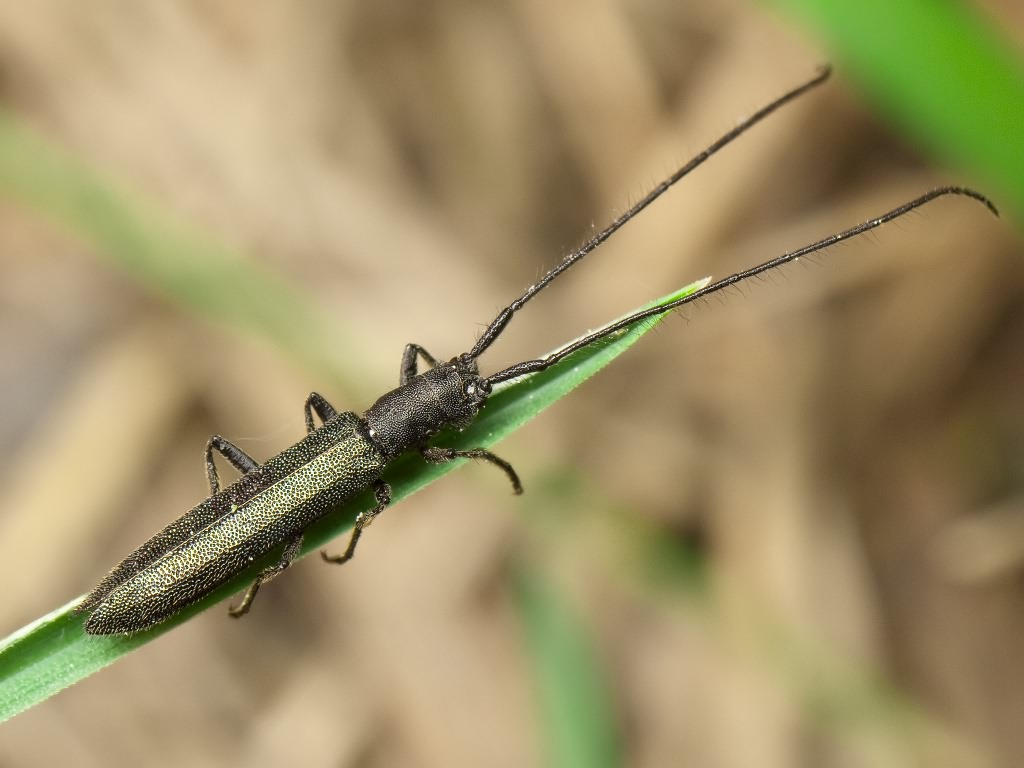 Theophilea subcylindricollis Hladil, 1988